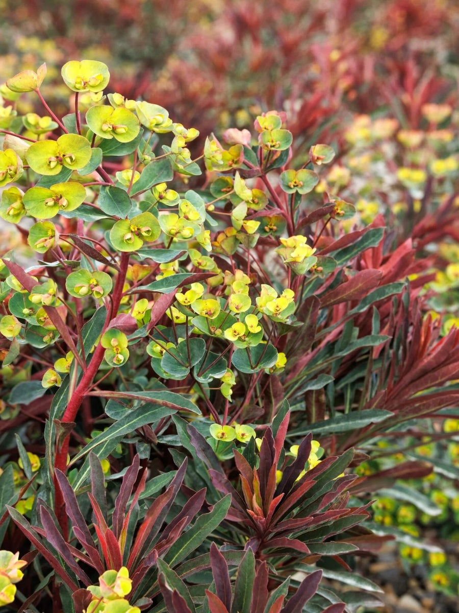Euphorbia 'Miner's Merlot' 1G